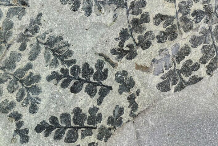 Pennsylvanian Fossil Fern (Sphenopteris) Plate - Kentucky #112924
